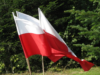 flaga polski - obrazy, fototapety, plakaty