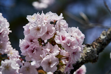 Tender pink cherry blossoms in front of blurred background.