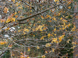 Hamamelis mollis 'Pallida'  |  Ornamental vase-shaped schrub with Fragant sulphur yellow ribbon-shaped petals on bare branches