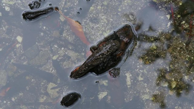 Mudskipper in mangrove forest. Mahe Island Seychelles.