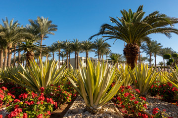 Botanical Garden With Exotic Plants In Egypt. Palm Trees, Green Agave And Blooming Red Flowers....