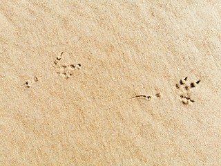Bird footprints in sand on the beach.
