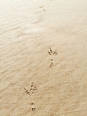 Bird footprints in sand on the beach.