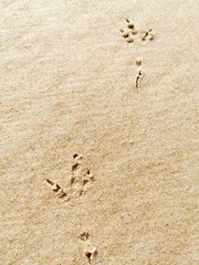 Bird footprints in sand on the beach.