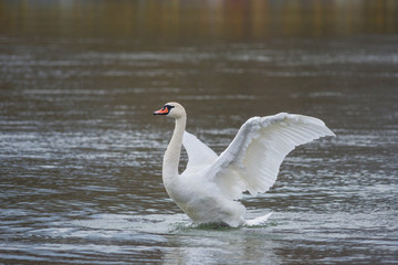 Obraz premium Graceful swan swimming on the river, in winter. Selective focus