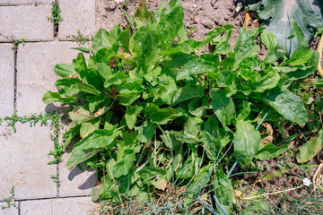 Common sorrel or garden sorrel (Rumex acetosa) growing in garden