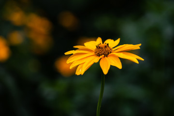Nice yellow field summer flowers nature green clean ecology