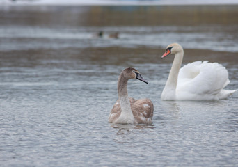 Graceful swans swimming on the river, in winter. Selective focus