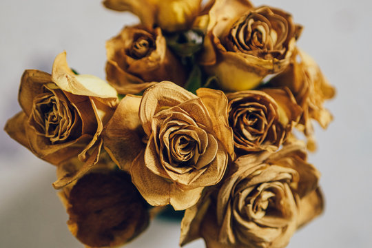 Rose Petals