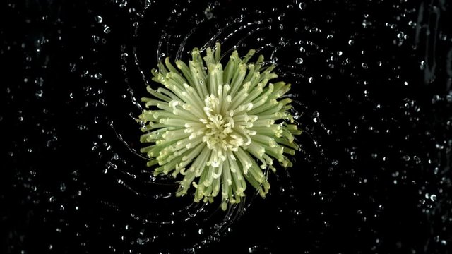 Water spinning off Dahlia flower in super slow motion