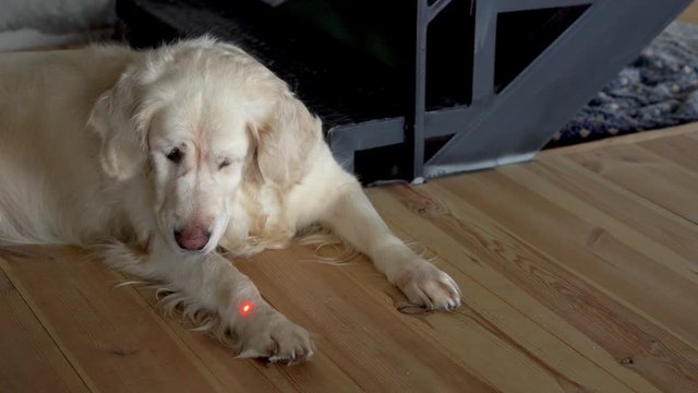 funny video. Big white dog is playing with a laser pointer on floor in the apartment.
