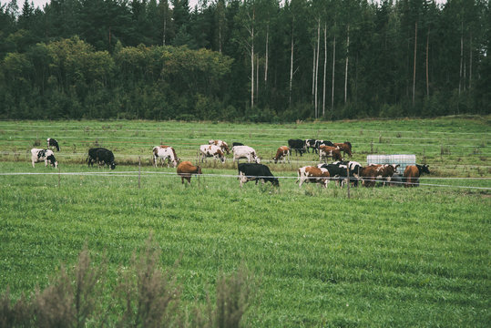 Cows On a Farm