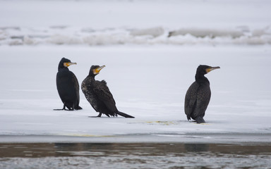 The great black cormorant (Phalacrocorax carbo) in winter landscape.Selective focus