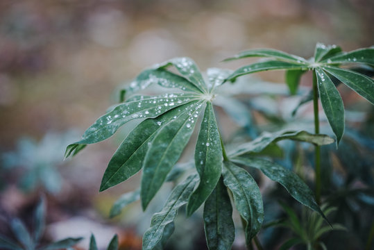 Water Drops on a Plant