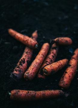 Carrots in Soil