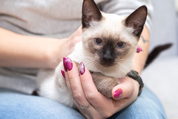 White Thai kitten in women's hands with a bright manicure.