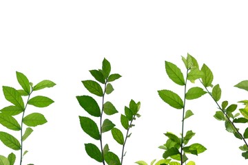 Young tropical plant leaves with branches on white isolated background for green foliage backdrop and copy space 