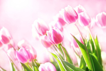 Obraz na płótnie Canvas Spring blossoming tulips in garden, springtime pink flowers field background, pastel and soft floral card, selective focus, shallow DOF, toned