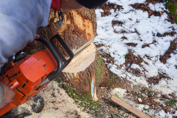 man with motor chainsaw cutting tree in forest. focus on the tree
