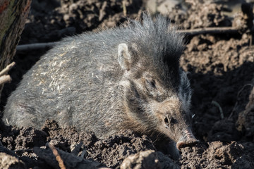 Visayan Warty Pig Foraging in Dirt