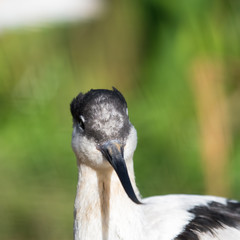 Pied Avocet Resting Near Grass