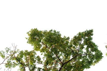 Tropical tall tree with leaves branches on white isolated background for green foliage backdrop and copy space 