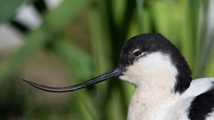 Pied Avocet Resting Near Grass