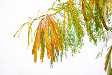 Acacia tree fruit, branch on a white background. Close up.