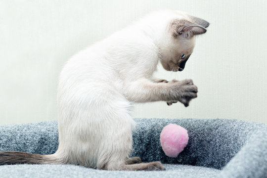 Котенок играет с шариком на веревочке на игровом комплексе.
