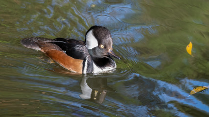 Male Bufflehead Duck Floating on Water