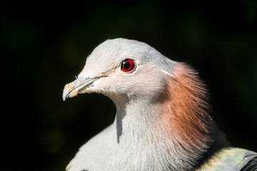 Chestnut Napped Green Imperial Pigeon