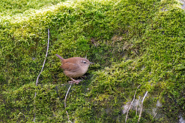 Little Wren Foraging Along the Ground