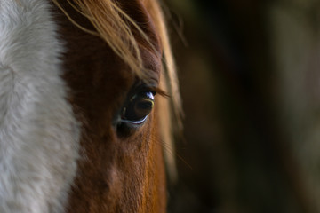 horse close-up