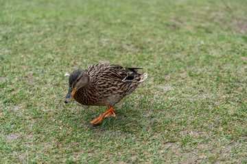 Enten im Frühling tollen herum