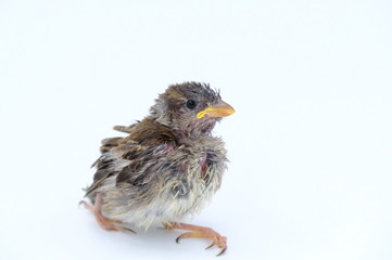 squab chick birds three days old yellow vented bulbul on white background