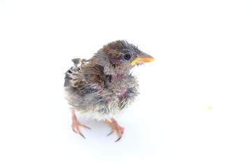 squab chick birds three days old yellow vented bulbul on white background