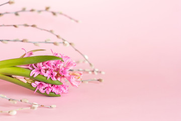 Spring  minimal  floral composition. Hyacinth flower and pussy-willow twigs on pastel pink background. Hello spring, happy Women's day, Mother's day or other holiday concept.