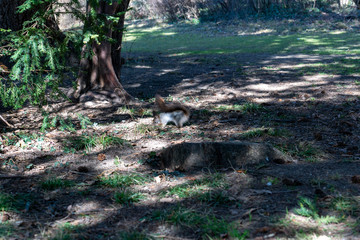 Eichhörnchen im Frühling sucht nach Essen
