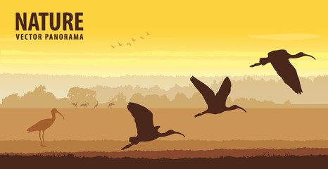 Fototapeta na wymiar Glossy ibis take off in field on sunrise. Wildlife vector panorama