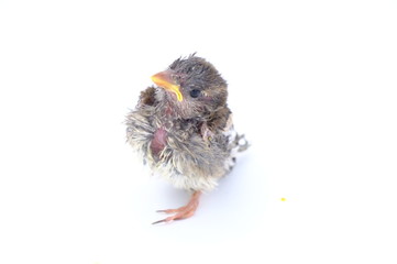 squab chick birds three days old yellow vented bulbul on white background