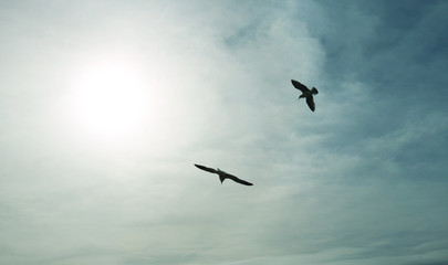 Fototapeta na wymiar two seagulls flying freely in the sky towards the sun on a blue background with clouds - birds wallpaper