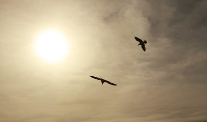 two seagulls flying freely in the sky at sunset towards the sun on a sepia background with clouds -...