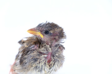 squab chick birds three days old yellow vented bulbul on white background