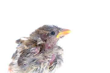 squab chick birds three days old yellow vented bulbul on white background