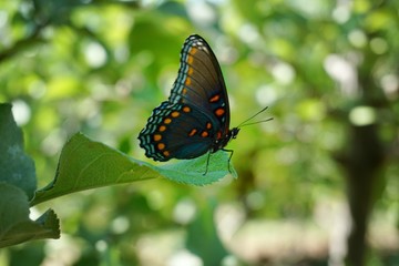 butterfly on flower