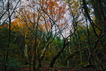 Trails in the Aspromonte national park.