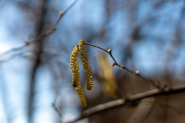 Haselnusssamen auf einem Ast mit verschwommenen Hintergrund