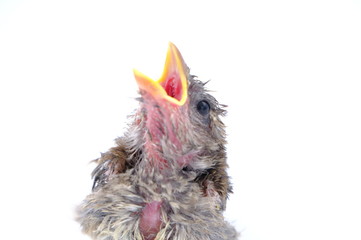 squab chick birds three days old yellow vented bulbul on white background