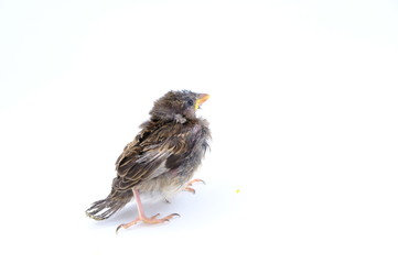 squab chick birds three days old yellow vented bulbul on white background