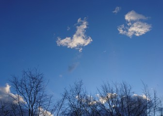 beautiful trees in the sky